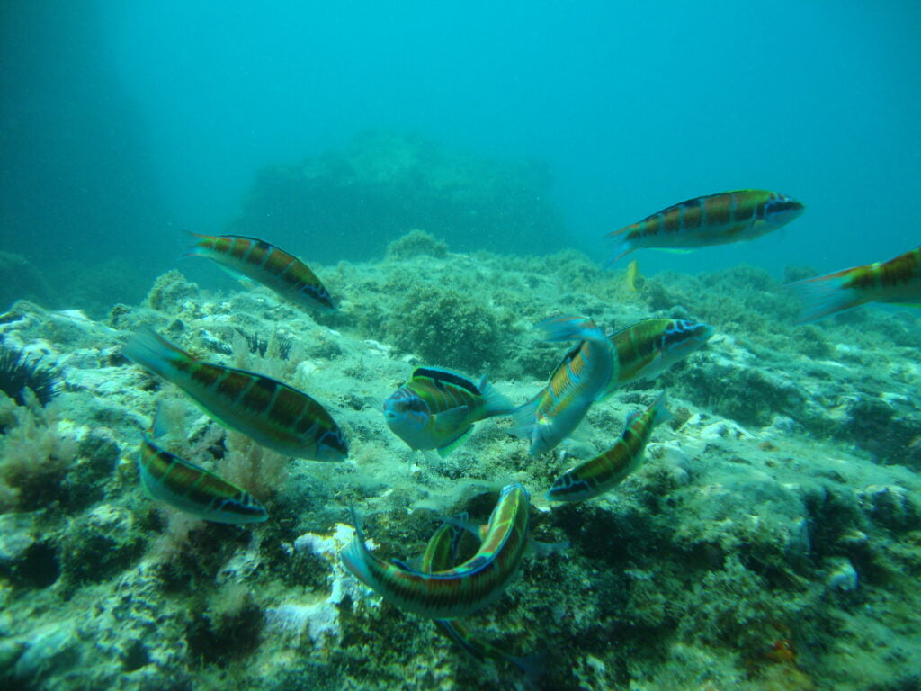 Las 5 mejores técnicas para realizar snorkel en Málaga Eco Dive